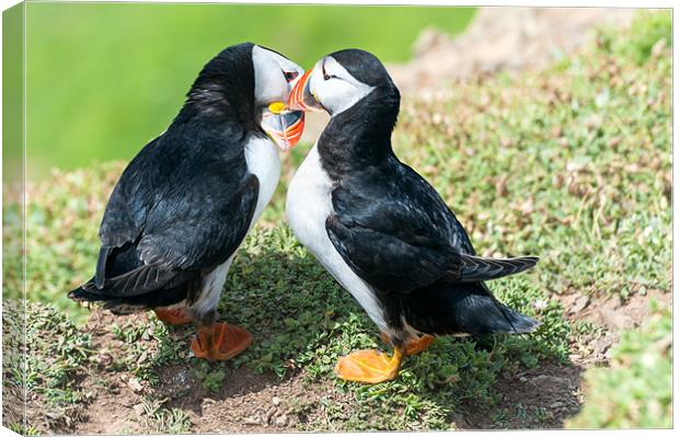 Kissing Puffins Canvas Print by Stephen Mole