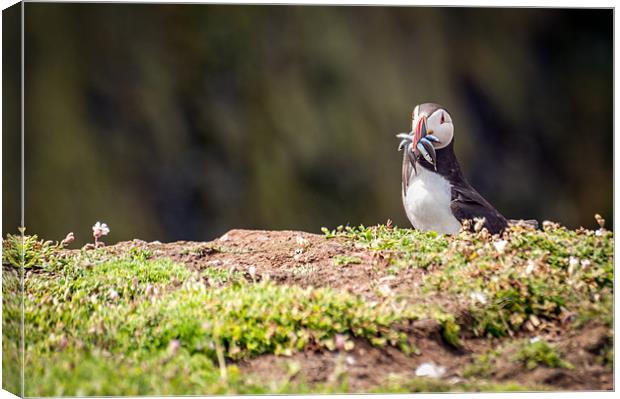 Puffin with Sand Eels Canvas Print by Stephen Mole