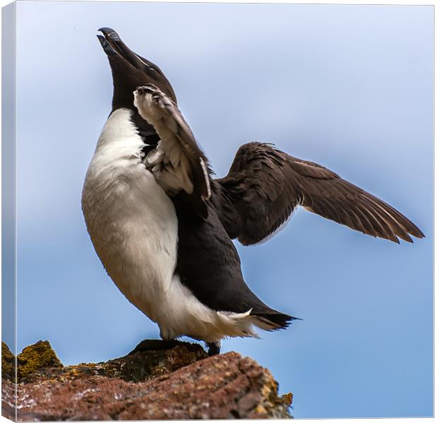 Razor Bill Canvas Print by Stephen Mole