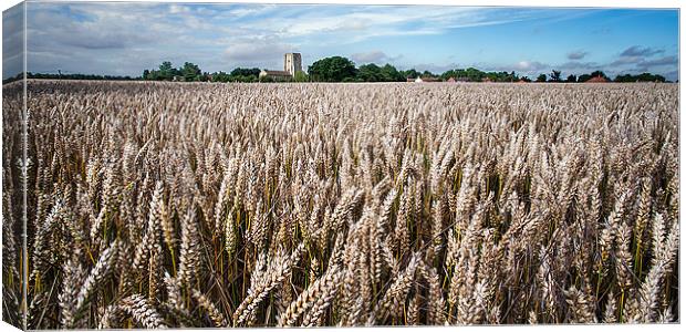 Field of wheat Canvas Print by Stephen Mole