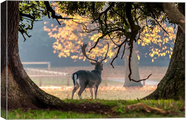 Fallow Deer at Holkham Hall Canvas Print by Stephen Mole