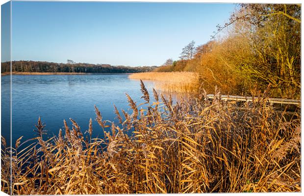 Rollesby Broad in Norfolk Canvas Print by Stephen Mole