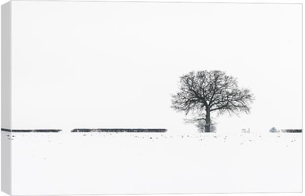 Lonely tree Canvas Print by Stephen Mole