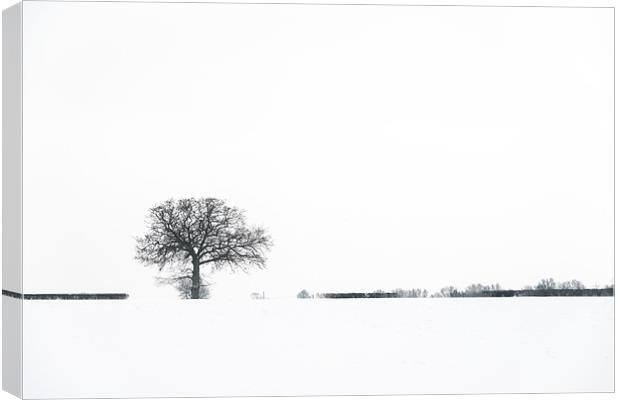 Tree in the snow Canvas Print by Stephen Mole
