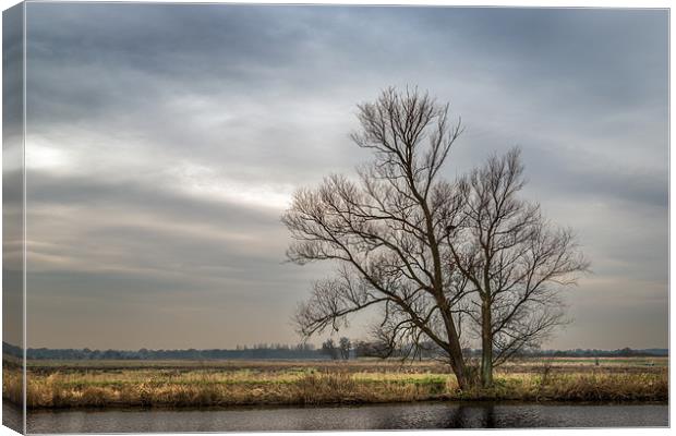 Tree at St Benets Abbey Canvas Print by Stephen Mole