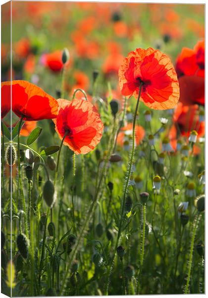 Norfolk Poppies Canvas Print by Stephen Mole