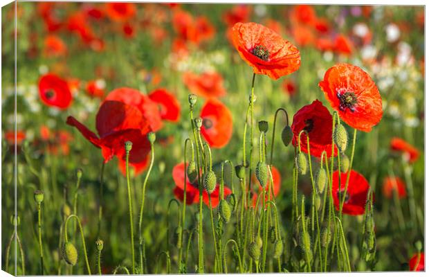 Red Poppies Canvas Print by Stephen Mole