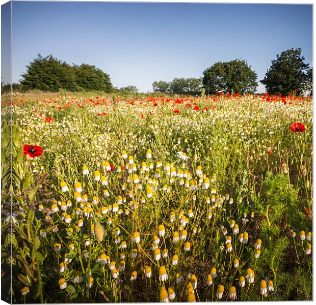 Poppied and Daisies Canvas Print by Stephen Mole