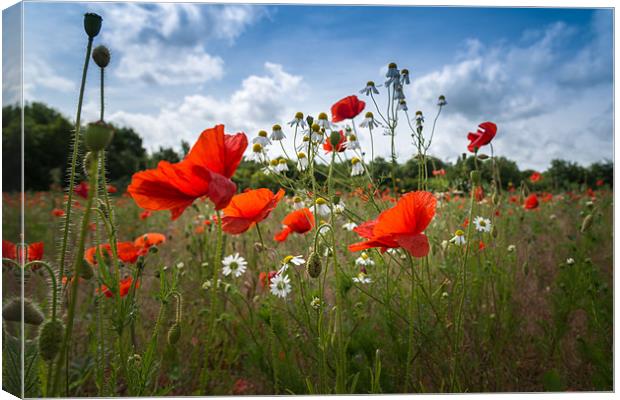Red Poppies and Daisies Canvas Print by Stephen Mole