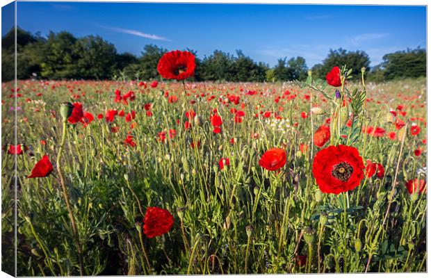 Poppies Poppies Canvas Print by Stephen Mole