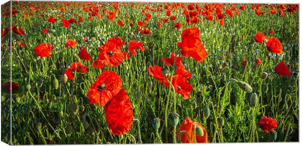 Panoramic Poppies Canvas Print by Stephen Mole