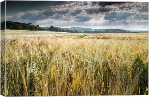 Field of Golden Barley Canvas Print by Stephen Mole
