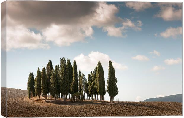 Trees in Tuscany Canvas Print by Stephen Mole