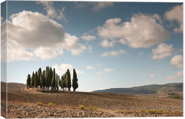 Cyprus trees in Tuscany Canvas Print by Stephen Mole