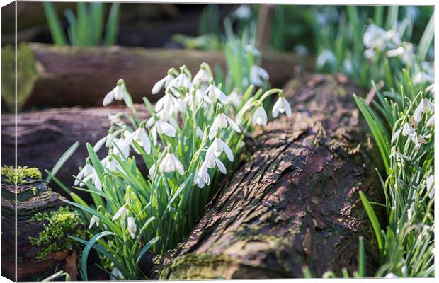 Snowdrops by a log Canvas Print by Stephen Mole
