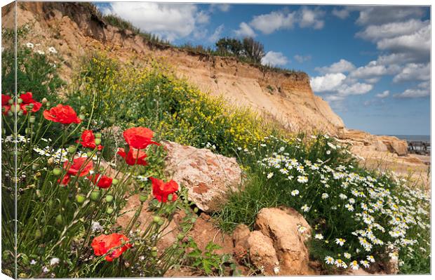 Poppies on a cliff Canvas Print by Stephen Mole