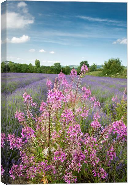  Pink in a field of Lavender Canvas Print by Stephen Mole