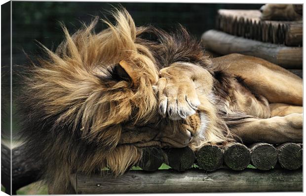 Sleeping Lion on wooden bed Canvas Print by Stephen Mole