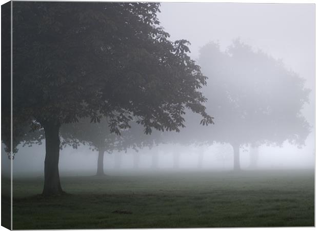 Trees in the mist Canvas Print by Stephen Mole