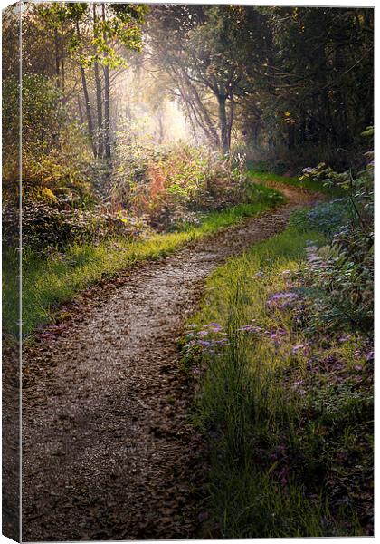  Enchanted lane at Filby Canvas Print by Stephen Mole