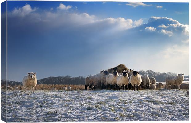 Sheep Show Canvas Print by Stephen Mole