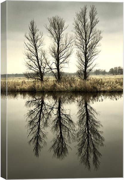 Three Trees Canvas Print by Stephen Mole