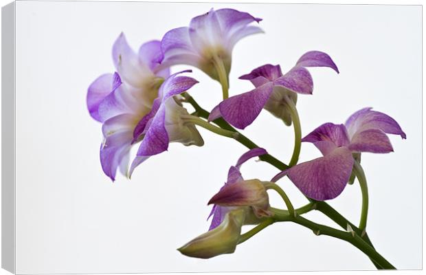 Orchid Dendrobium Canvas Print by Stephen Mole