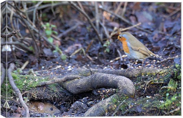 A red robin spies on a water rat Canvas Print by Stephen Mole