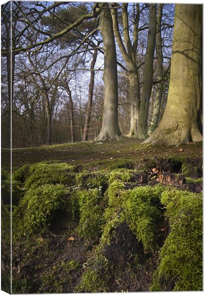 A clump of mossy roots in a wood Canvas Print by Stephen Mole