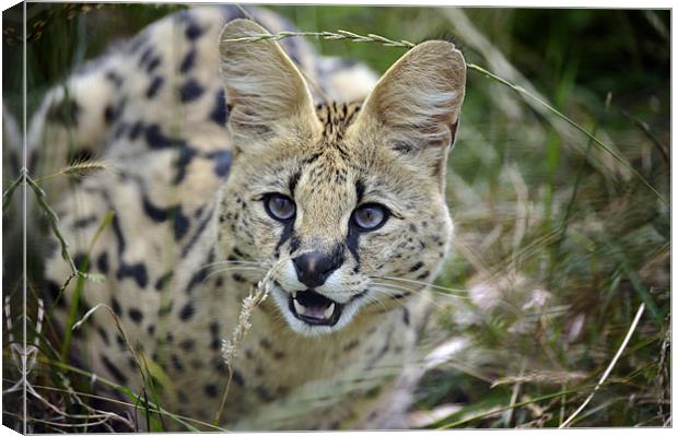 Malawi the Serval Cat Canvas Print by Stephen Mole