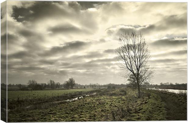 Tree on Beccles Marshes Canvas Print by Stephen Mole