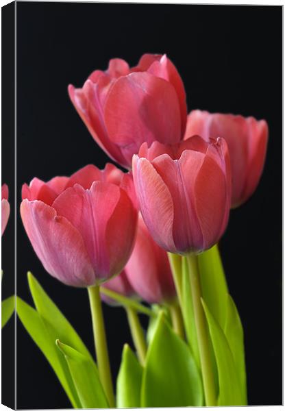 Red Tulips Canvas Print by Stephen Mole