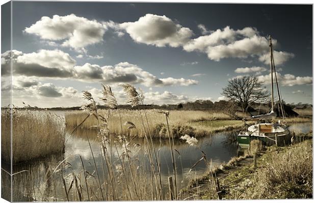 Reed beds at Hickling Broad Canvas Print by Stephen Mole