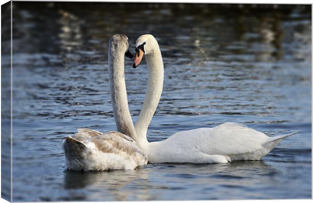 Loving swans Canvas Print by Stephen Mole