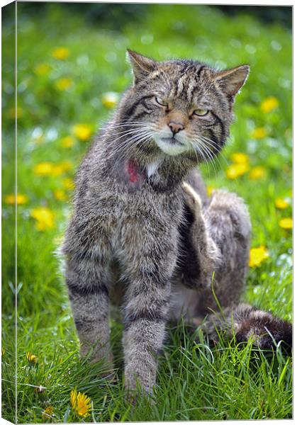 European Wildcat Canvas Print by Stephen Mole