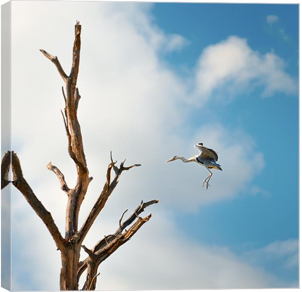 Heron about to land Canvas Print by Stephen Mole