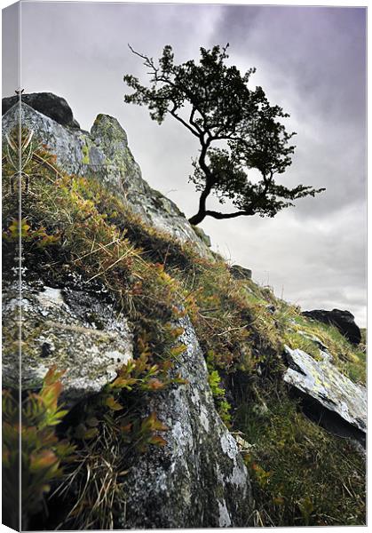 Tree on the rockface Canvas Print by Stephen Mole