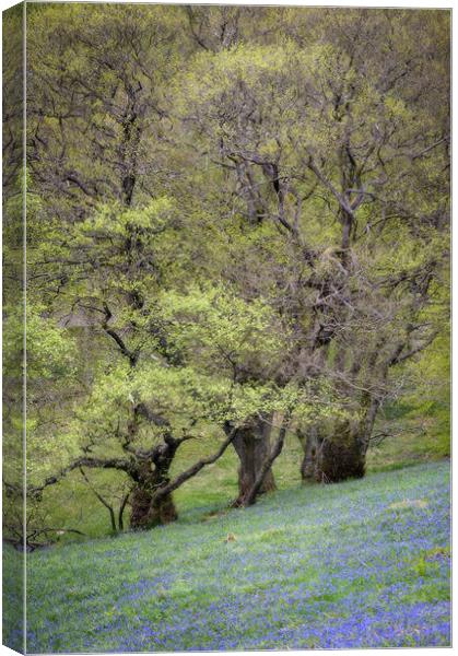 Bluebell wood Canvas Print by Stephen Mole