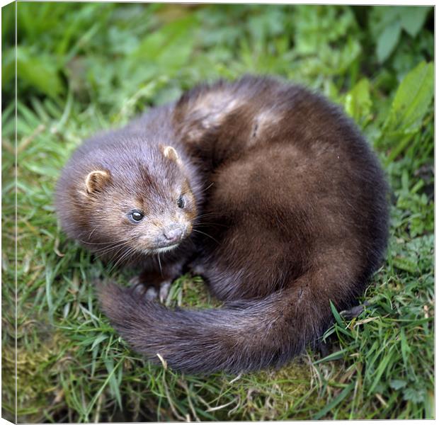 An angry looking mink Canvas Print by Stephen Mole