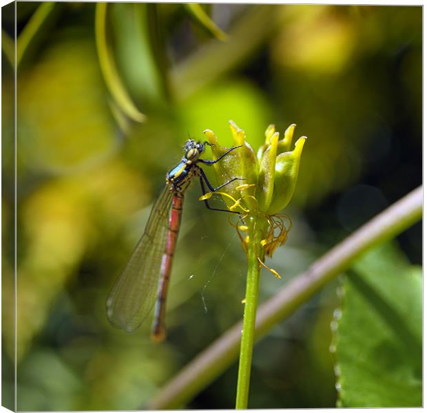 Red Damsel Fly Canvas Print by Stephen Mole