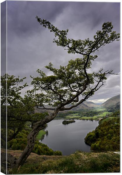 Tree over Grassmere Canvas Print by Stephen Mole
