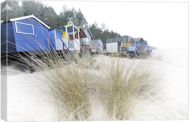 Beach huts and Pampas Grass Canvas Print by Stephen Mole