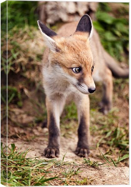 Baby Fox Canvas Print by Stephen Mole