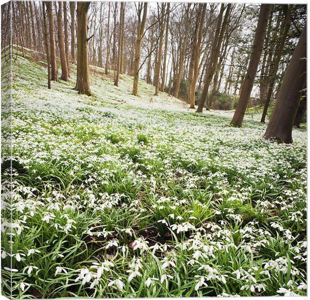 Snowdrops in the woods Canvas Print by Stephen Mole