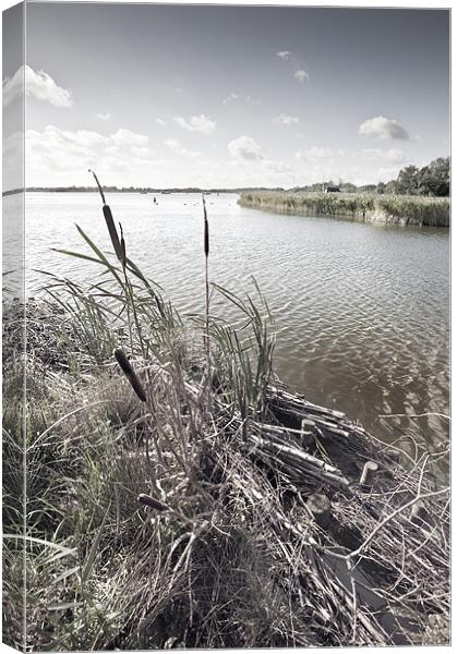 Bull Rushes Canvas Print by Stephen Mole