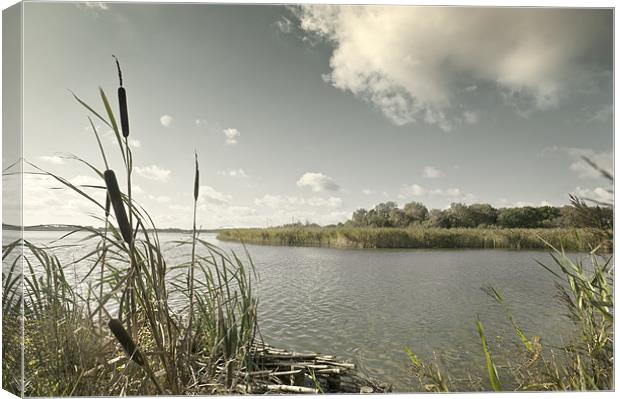Bull Rushes Canvas Print by Stephen Mole