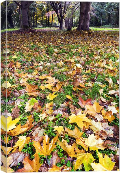 Golden Fall Canvas Print by Stephen Mole