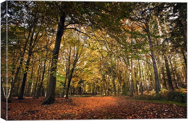 Bacton Woods in the Autumn Canvas Print by Stephen Mole