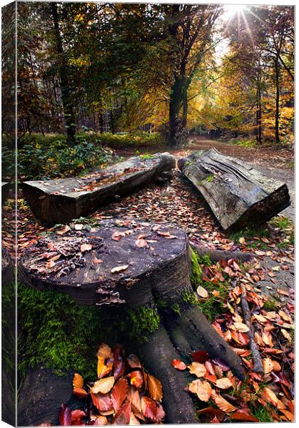 Stumps and trunks Canvas Print by Stephen Mole