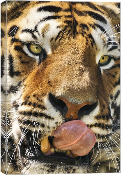 Wanna lick? Canvas Print by Stephen Mole
